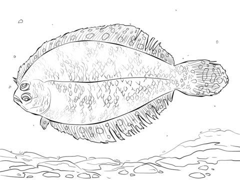 Bigeye Flounder Coloring Page